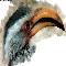 yellow HornBill