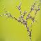 Redbud on Olive
