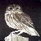 nightowl