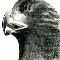 hawk