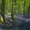 Bluebells