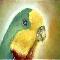 Surperb Parrot