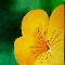 YELLOW HEART
