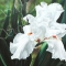 White Iris