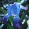 Blue Iris
