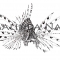 The Lion Fish