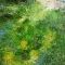 Wild Flowers In The Medow