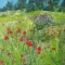 poppy fields
