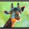 Girraffe