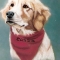 Cassie dog