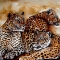 Three Leopards