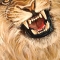 Snarl
