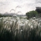 Pampas Grass
