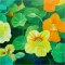 Yellow Nasturtiums