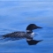 Cruising Loon