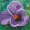 Crocus
