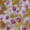 orchid