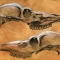 Bovine Skull