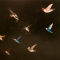 The hummingbird race