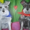 Dogs