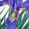 Iris Blue