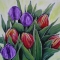 Tulips delight