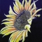 Sunflower Show