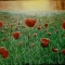 Sunshine red