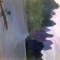 morning fishing