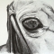 Horse Eye