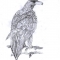 Golden Eagle
