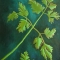 Five Green Triangles