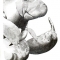 Manatees