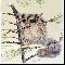 Alpine Sugar Glider