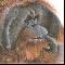 Male Orangutan