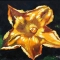 Blooming