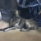 Diego Velazquez - Las Meninas-detail