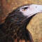 Raptor