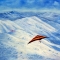 THE HANGGLIDER