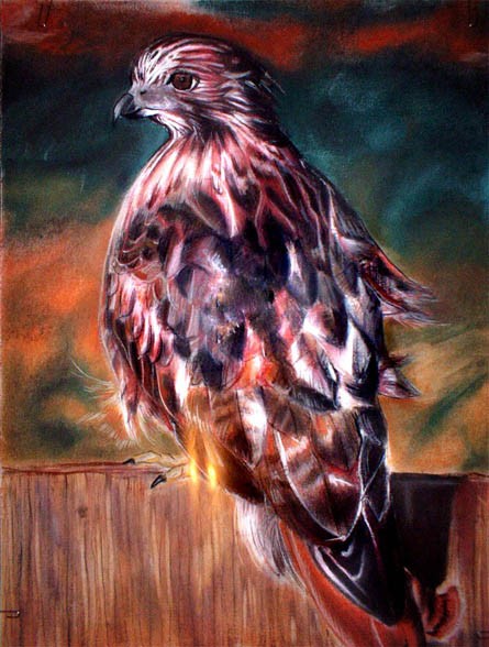 Hawk - 