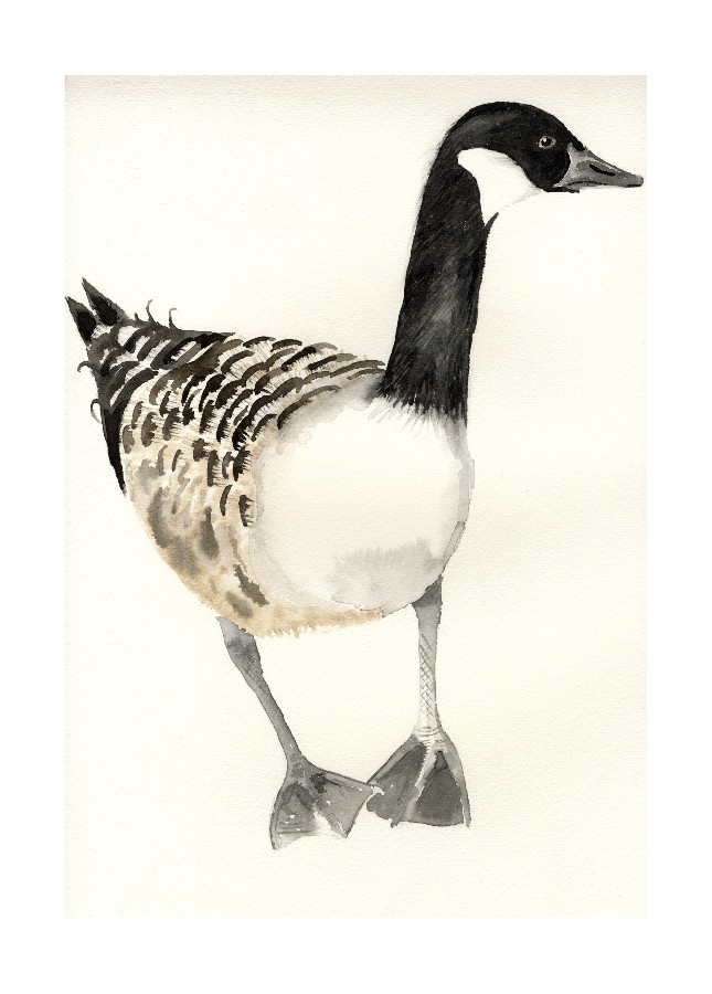 Just A Goose - 