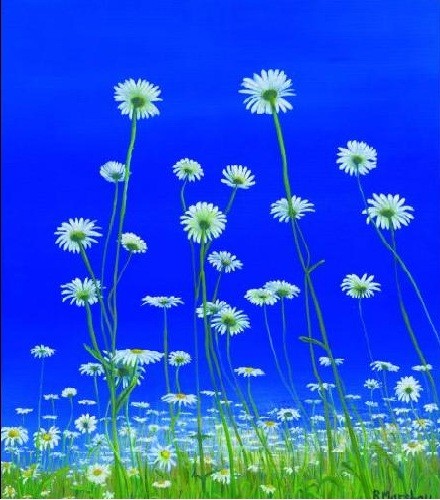 Ox Eye Daisies - 