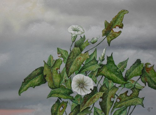 Plant And Clouds - 