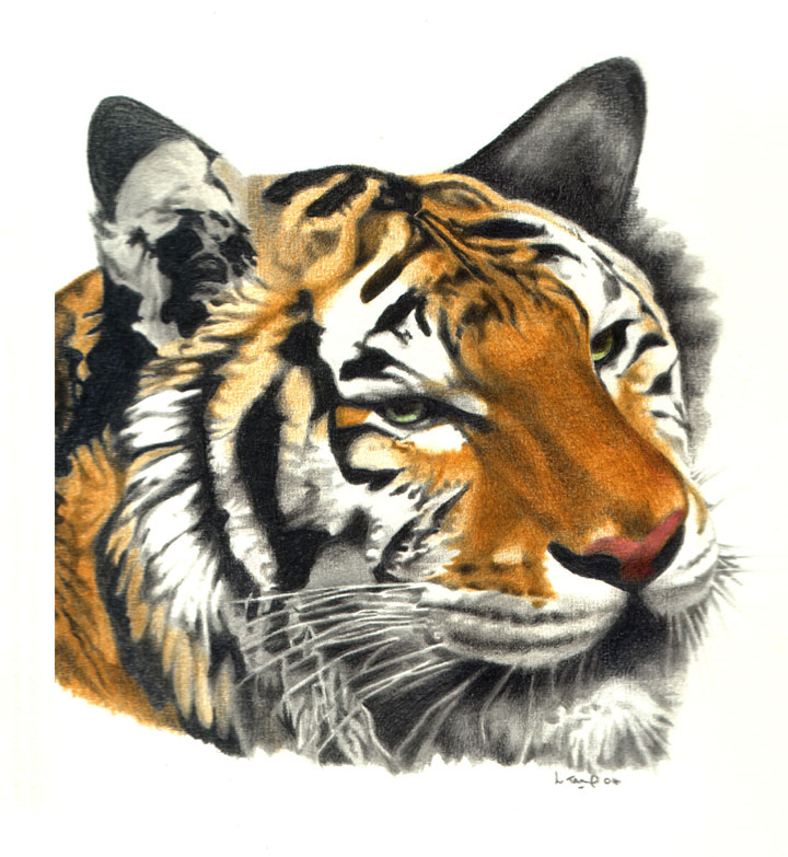 Tiger - 
