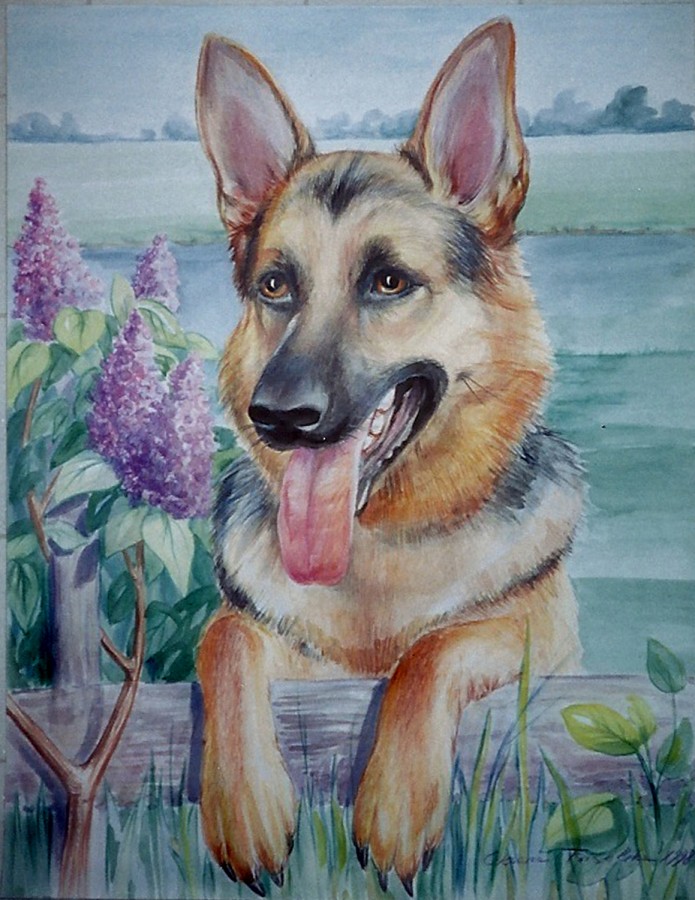 German Shepherd And Lilac. - 