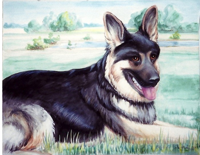German Shepherd. - 