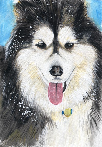 Commissioned Painting Of An Alaskan Malamute - 