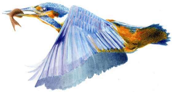 Kingfisher - 