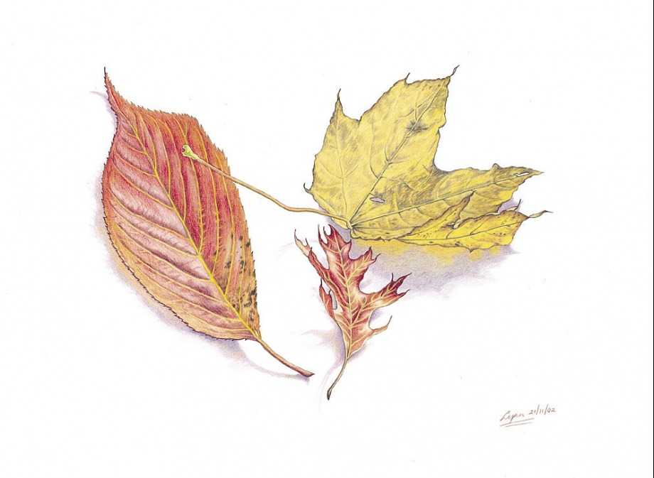 Autumn - 