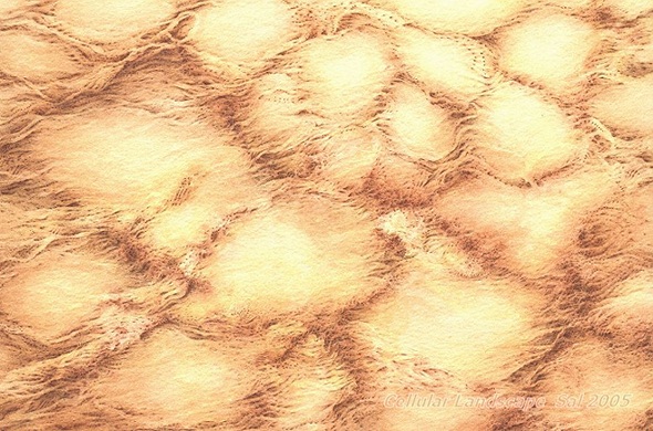 Cellular Landscape - 